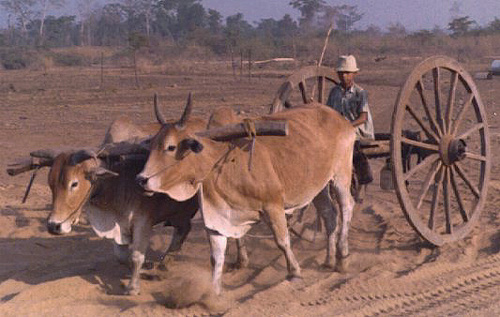 Bullock Cart