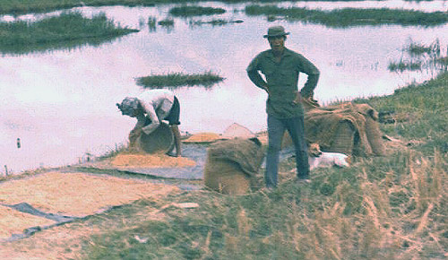 Rice Harvest